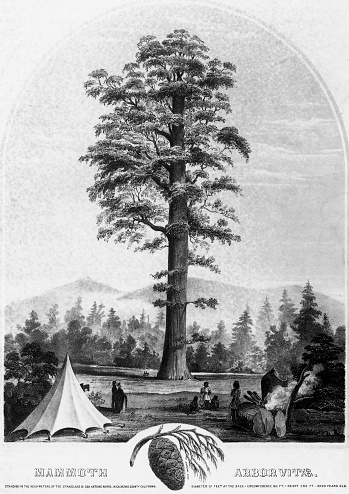 Very Rare, Beautifully Illustrated Victorian Antique Engraving of Giant Redwood Tree, Mammoth Arbor Vitae, Circa 1853 Victorian Engraving, Published in 1894. Copyright has expired on this artwork. Digitally restored.