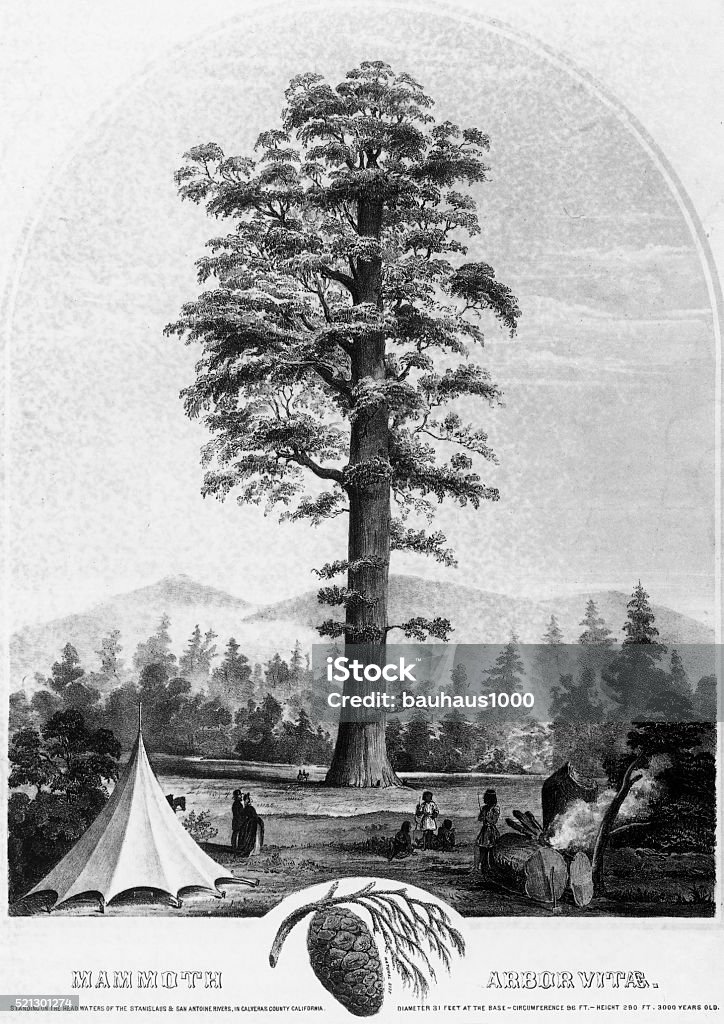 Giant Redwood Tree, Mammoth Arbor Vitae, Circa1853 Very Rare, Beautifully Illustrated Victorian Antique Engraving of Giant Redwood Tree, Mammoth Arbor Vitae, Circa 1853 Victorian Engraving, Published in 1894. Copyright has expired on this artwork. Digitally restored. Redwood Tree stock illustration