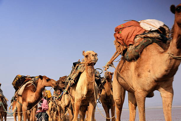 Danakil, Ethiopia-March 28, 2013: Afar herders lead a caravan of dromedaries and donkeys from Hamed Ale hamlet to Lake Assale to load salt blocks and transport them to market-Berahile town on March 28, 2013