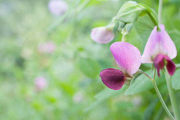 istock flower of pea 521304432