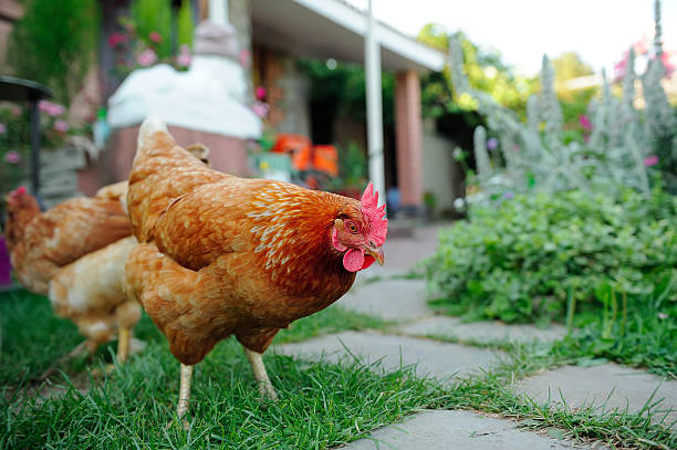 Red Chickens Walking in the Yard stock photo