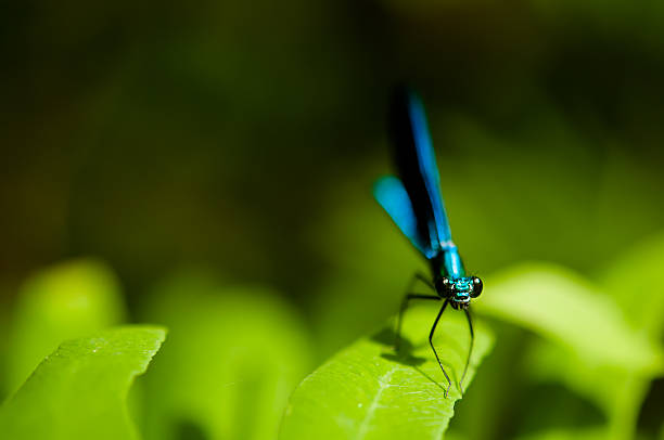 blue dragonfly stock photo