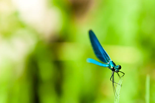 blue dragonfly stock photo