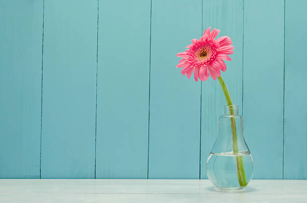 fleur de gerbera rose dans un vase de verre-ampoule - gerbera daisy single flower flower spring photos et images de collection