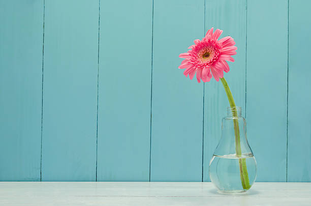 pink gerbera daisy flower in bulb glass vase - 一朵花 個照片及圖片檔