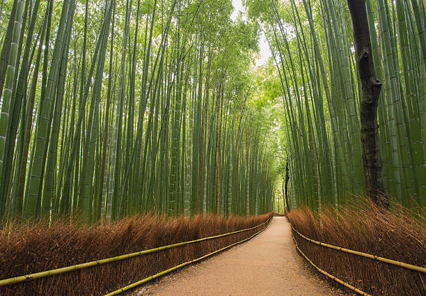 Bambushain, Arashiyama, Kyoto, Japan