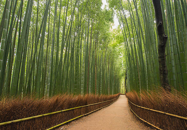 bambushain, arashiyama, kyoto, japonia - sagano zdjęcia i obrazy z banku zdjęć