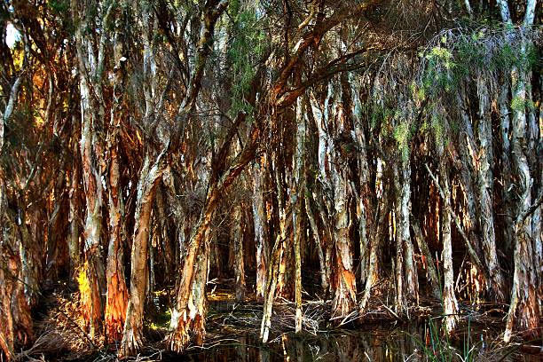 австралийский водно-болотных угодьях - eucalyptus tree tree australia tropical rainforest стоковые фото и изображения