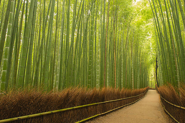 kleine weg in bambus-wald, kyoto, japan - bamboo grove stock-fotos und bilder