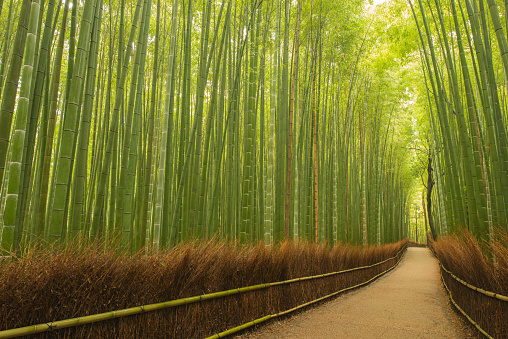 Early in the morning, after a brief rain shower, a relaxing walk through the bamboo forest. The calm before the big onslaught of crowds. Just a special place.
