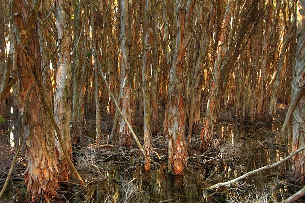オーストラリアの湿地 - eucalyptus tree tree australia tropical rainforest ストックフォトと画像