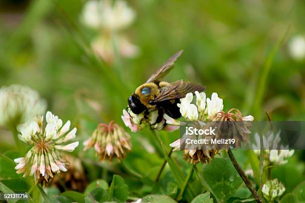 Photo libre de droit de Abeille Charpentière Sur Fleur De Trèfle banque d'images et plus d'images libres de droit de Abeille - Abeille, Abeille menuisière, Aile d'animal