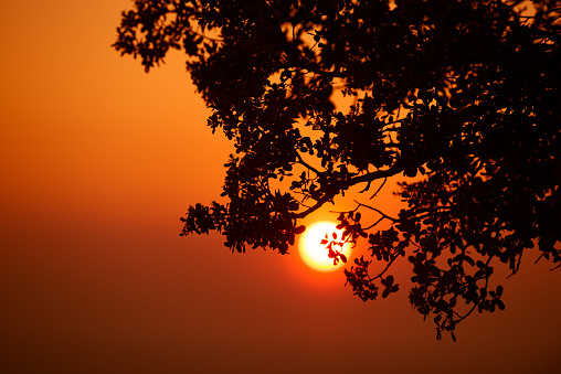 the setting sun and the silhouette of a tree, a beautiful background