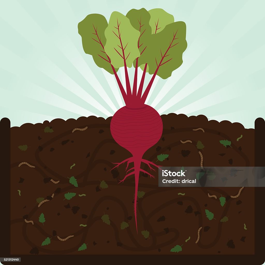 Beets Compost Planting Beet And Compost Stock Illustration - Download Image Now ...