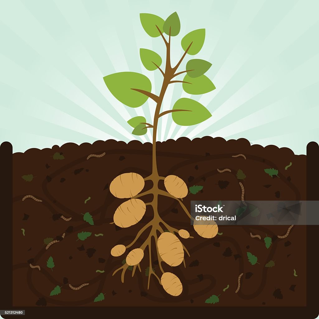 Planting potatoes and compost Planting potatoes. Composting process with organic matter, microorganisms and earthworms. Fallen leaves on the ground. Prepared Potato stock vector