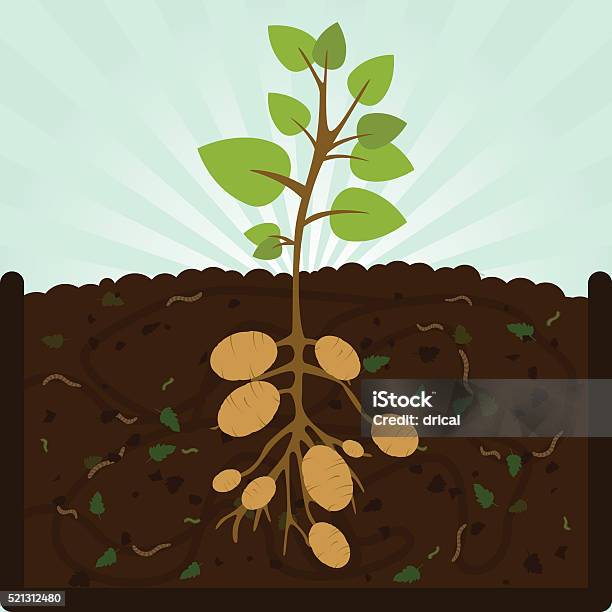 Planting Potatoes And Compost Stock Illustration - Download Image Now - Prepared Potato, Raw Potato, Plant