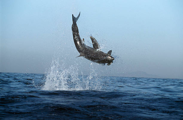istock Great White Shark - aerial breach on Seal decoy. 521315947