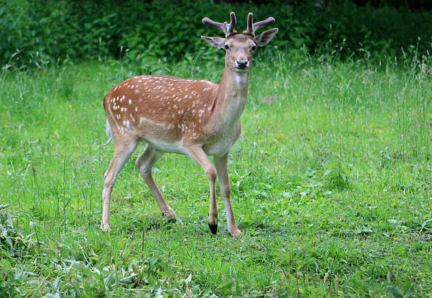 Deer fawn stock photo