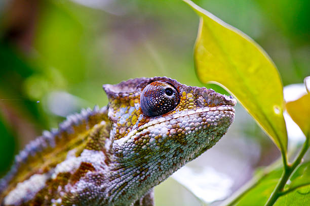 istock Nice colorful chameleon, cameleon lizard on madagascar 521316815