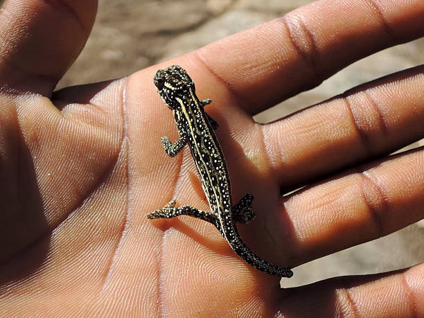 istock Jeweled Chameleon (Furcifer campani)  - Rare Madagascar Endemic 521317011