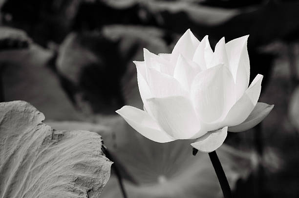 istock White Lotus in Basin - Oil Painting 521319439