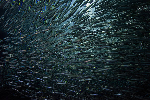 Aquarium Of The San Francisco
