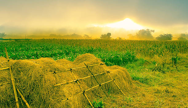 istock Sunrise Scene on Field Landscape 521321173