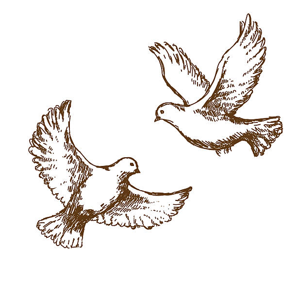 400+ Drawing Of Two Doves Stock Illustrations, Royalty-Free Vector Graphics & Clip Art - iStock