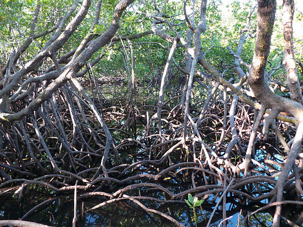 istock Century old mangrooves in Apo Reef. 521322007