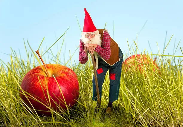 Photo of Garden gnome and apple