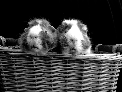 Two guinea pigs in a wicker basket with a black backdrop background. 