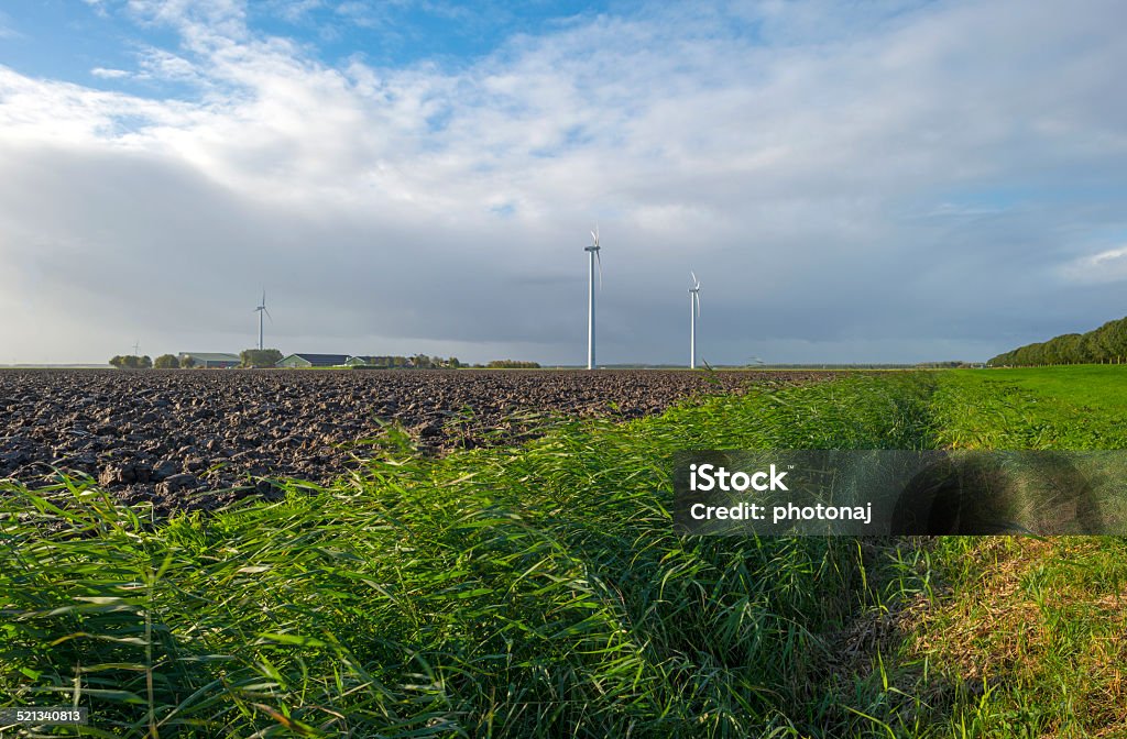 Waving reed along a plowed field at fall Agricultural Field Stock Photo