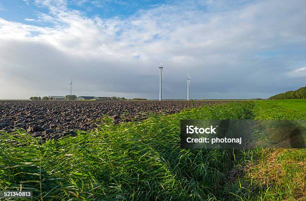 Waving Reed Along A Plowed Field At Fall Stock Photo - Download Image Now - Agricultural Field, Agriculture, Almere