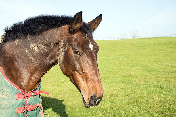 istock Who are you looking at 521341433