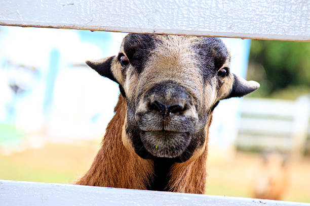 istock Shocking moment on Barbado Blackbelly Sheep 521341563