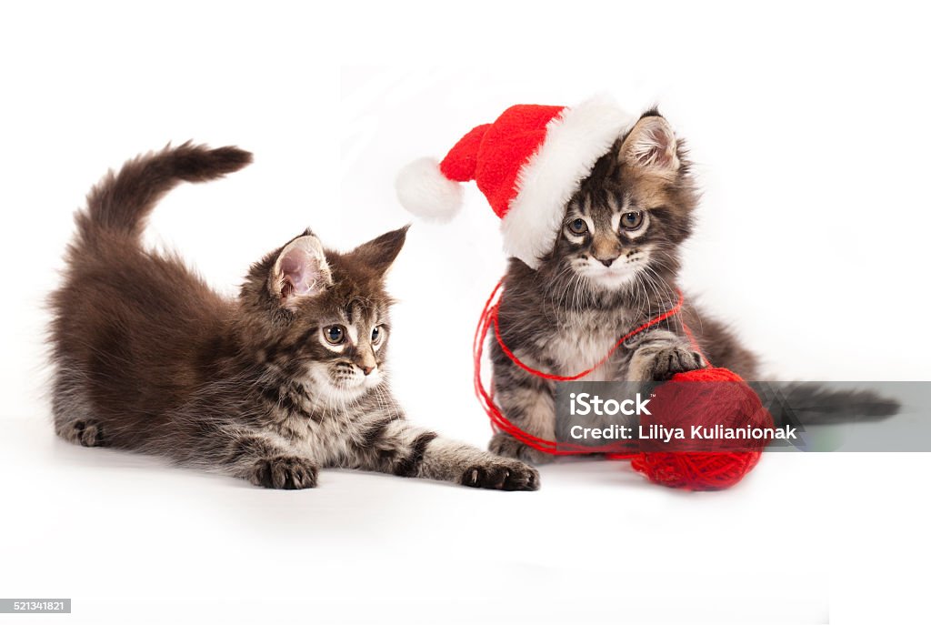 kitens  a santa hat kitens  a santa hat and  woolen clew Animal Stock Photo