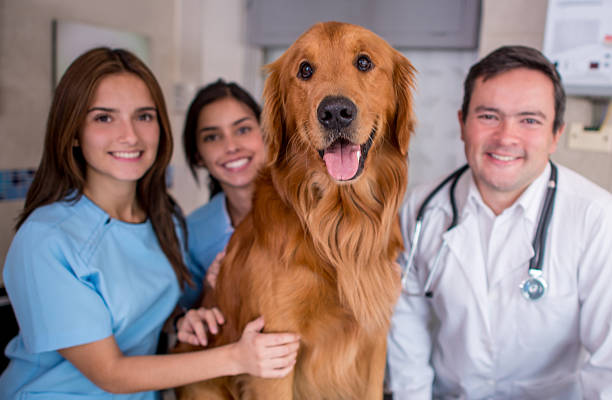 istock Dog at the Vet 521341845