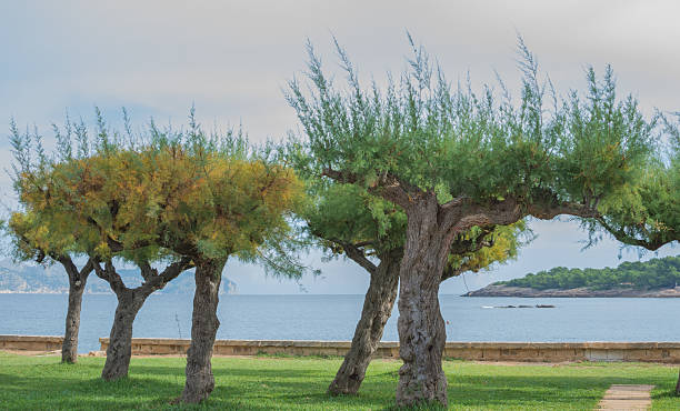 istock Tamarisk trees by the bay 521342837