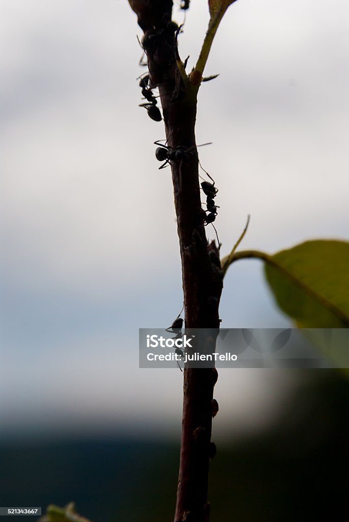 Ants on branch Close-up of ants climbing on a branch Ant Stock Photo