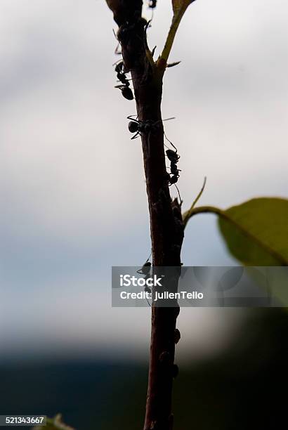 Ants On Branch Stock Photo - Download Image Now - Ant, Branch - Plant Part, Clambering