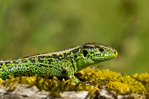 lagarto primer plano de arena verde con fondo de niza - lacerta agilis fotografías e imágenes de stock