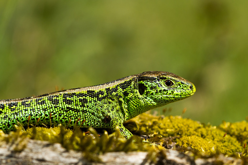 This green sand lizard is on a piece of wood against a nice green background. High resolution image!