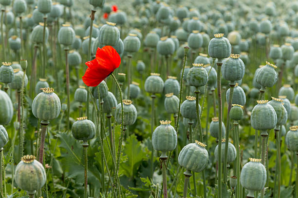 Papaver field single poppy flower Papaver field single red poppy flower. Only focused on flower. opium poppy photos stock pictures, royalty-free photos & images