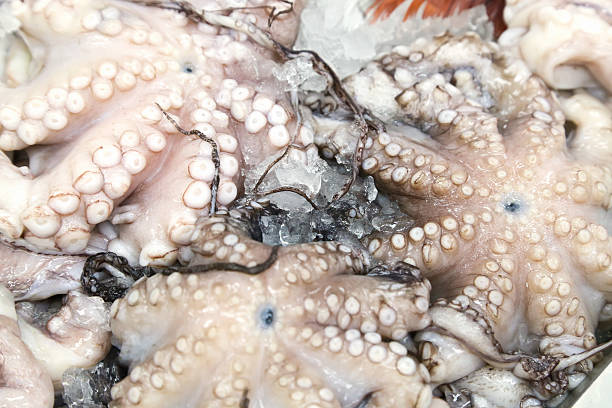 istock Octopus at the Fish Market CU Horiz 521344245