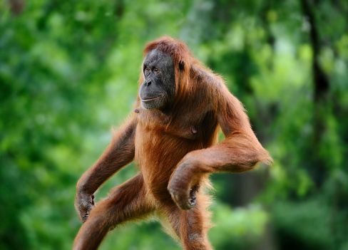 an orangutan walks on two legs