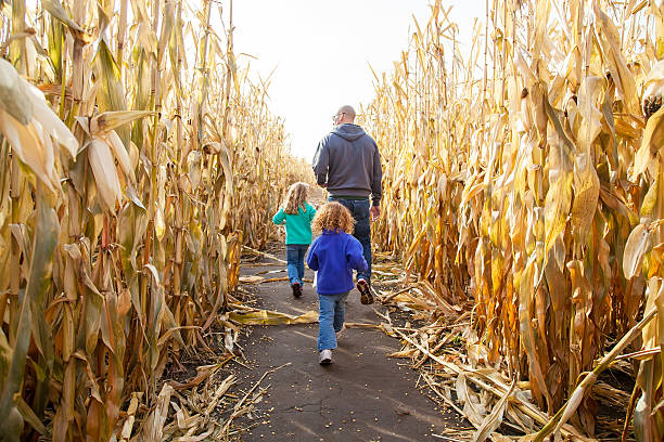 vater & töchter im corn maze - autumn corn corn crop field stock-fotos und bilder