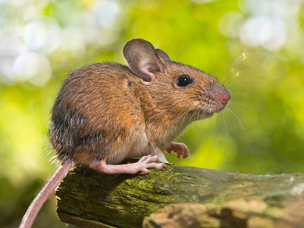 istock Side View of a Field Mouse (Apodemus sylvaticus) on Branch 521346133