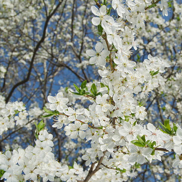 fond de fleurs de printemps - growing medium photos et images de collection