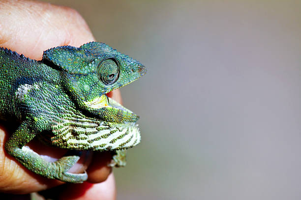 istock Carpet Chameleon (Furcifer lateralis) - Rare Madagascar Endemic 521347167
