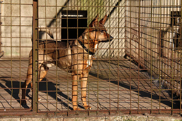 Dog in a shelter